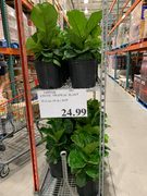 10 inch pots of Exotic Tropical Plants (Fiddle leaf fig, Monstera, Snake plant) at Costco Markham&14th