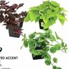 Accent Plants - $3.99