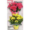 Chrysanthemum or Begonia - $10.99